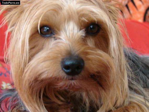 La foto del perro