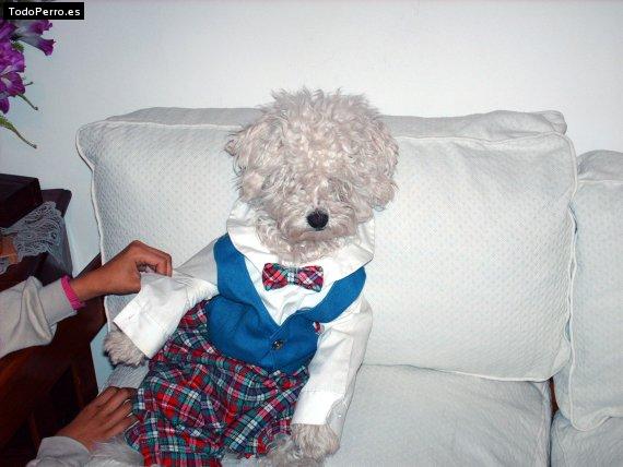 La foto del perro