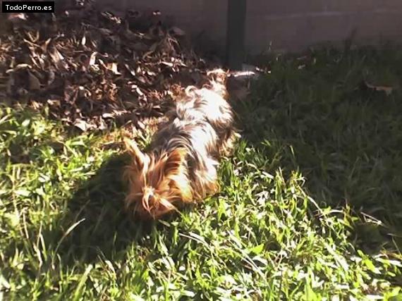 La foto del perro