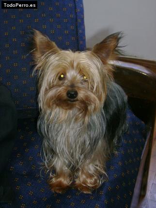 La foto del perro
