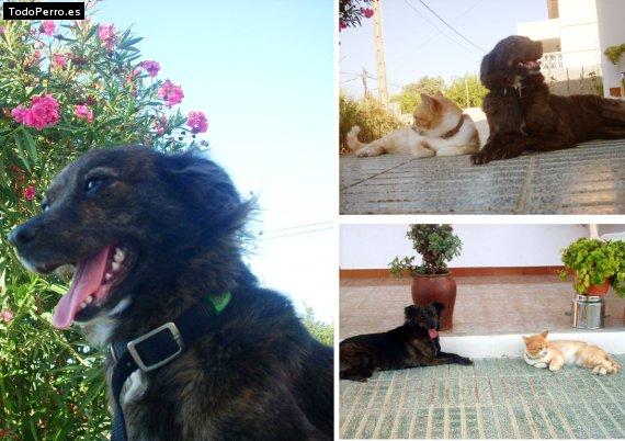 La foto del perro