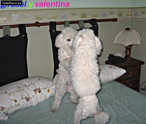 La foto del perro