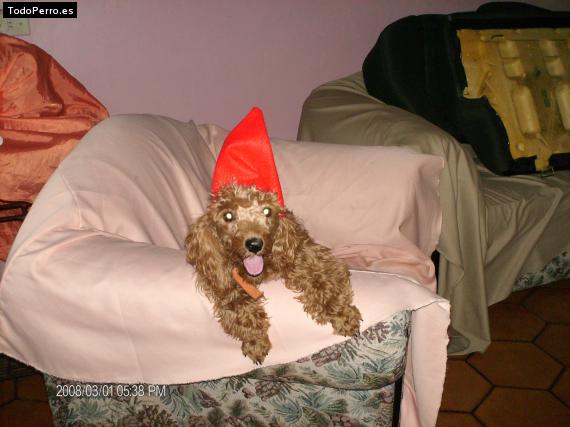 La foto del perro