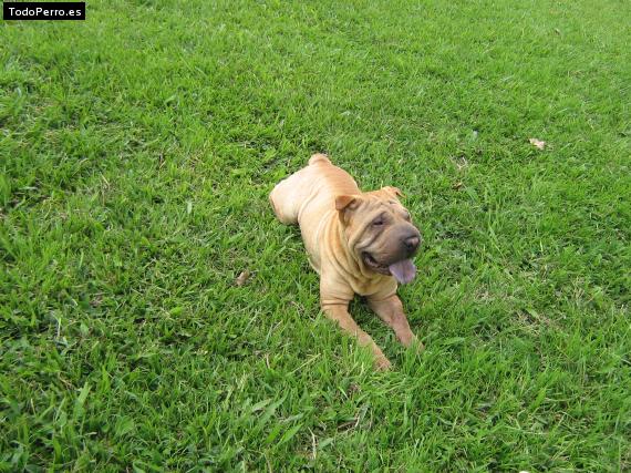La foto del perro