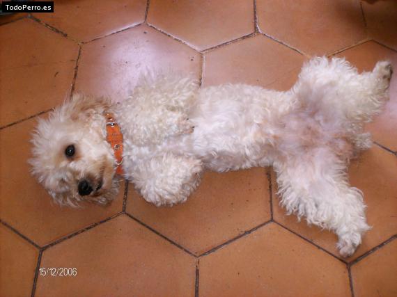 La foto del perro