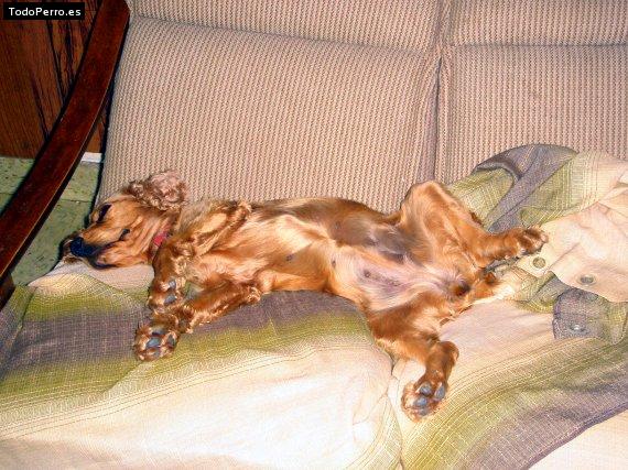 La foto del perro