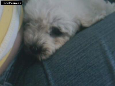 Foto del perro Snopy