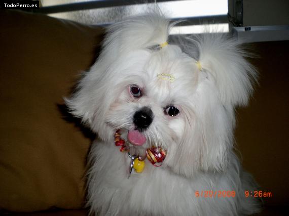 La foto del perro