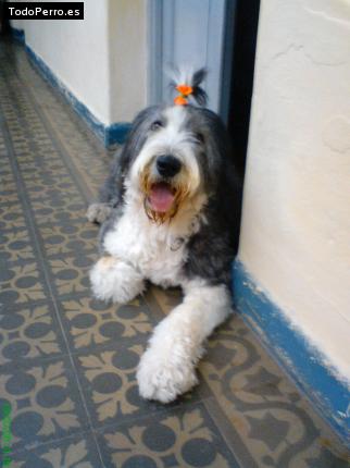 La foto del perro