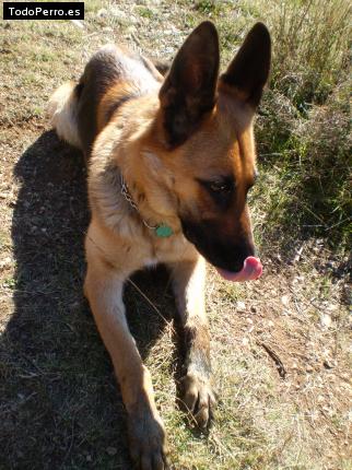 La foto del perro