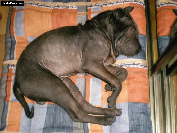 La foto del perro