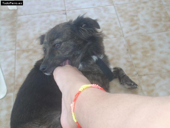 La foto del perro