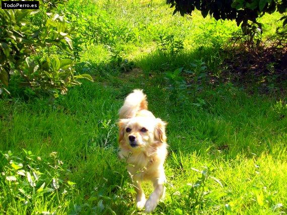 La foto del perro