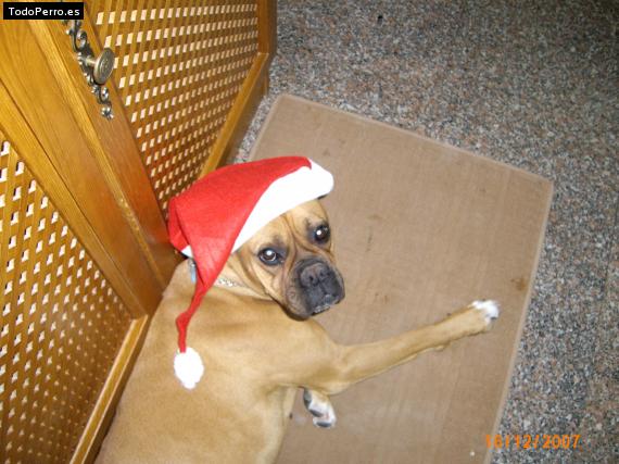 La foto del perro