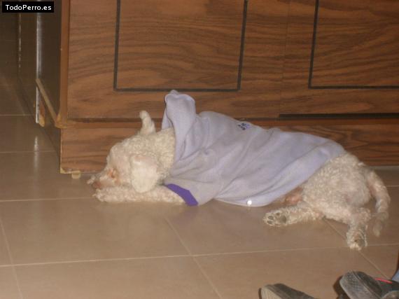 La foto del perro