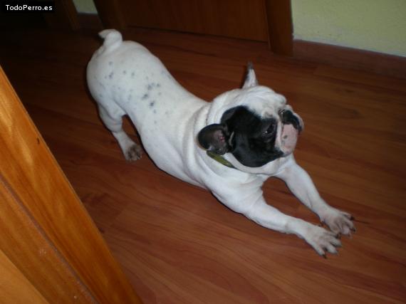 La foto del perro