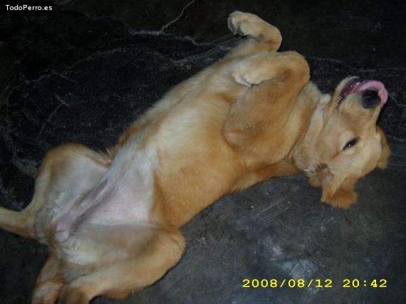 La foto del perro