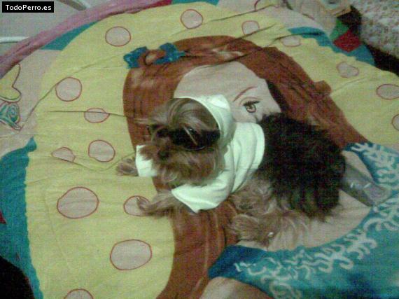 La foto del perro