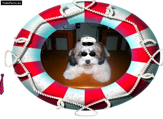 La foto del perro