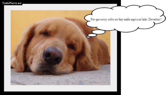 La foto del perro