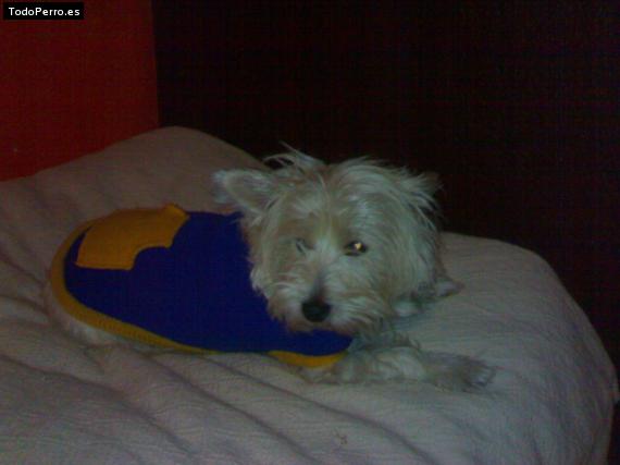 La foto del perro