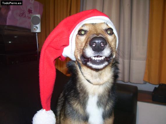 La foto del perro