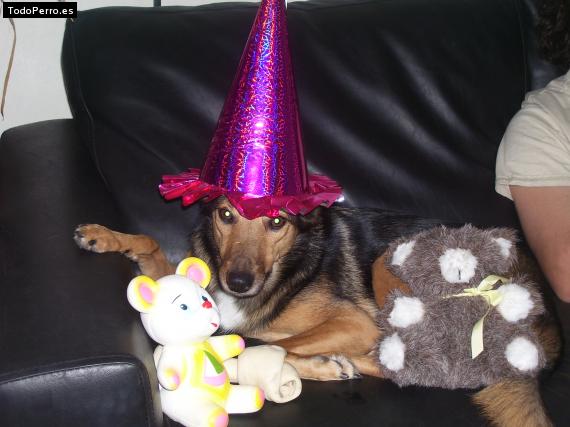 La foto del perro