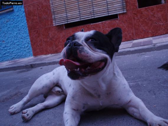 La foto del perro