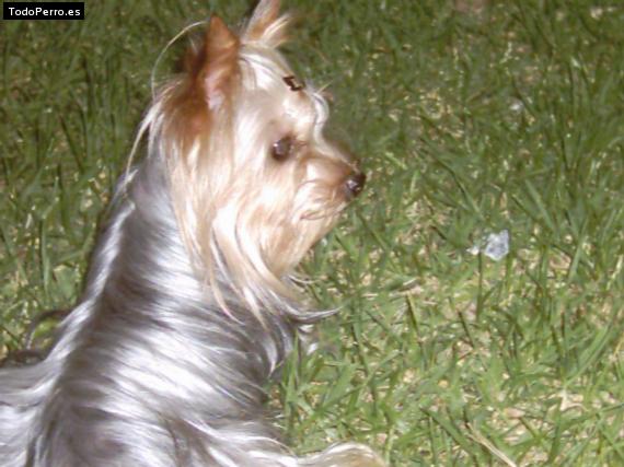 La foto del perro