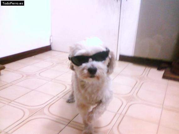 La foto del perro