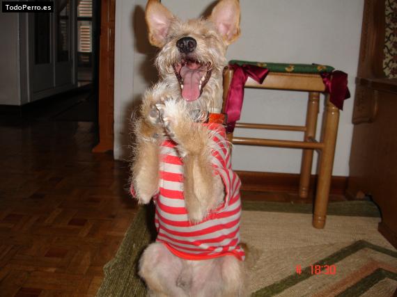 La foto del perro
