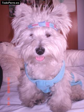 La foto del perro