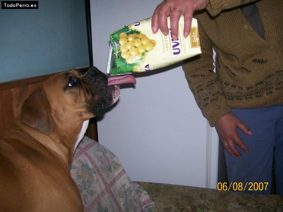 La foto del perro