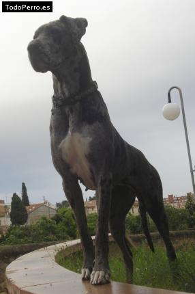 La foto del perro