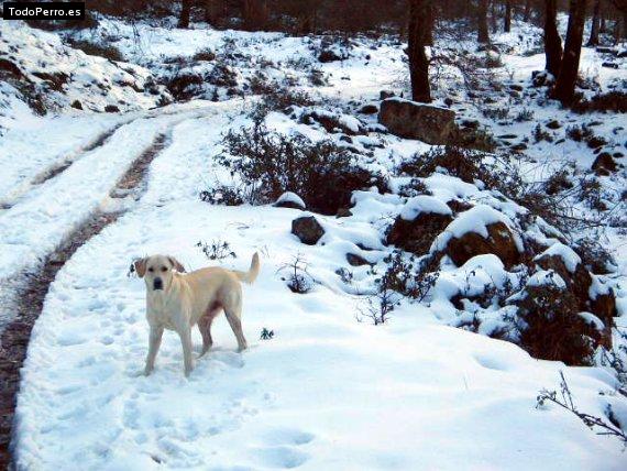 La foto del perro