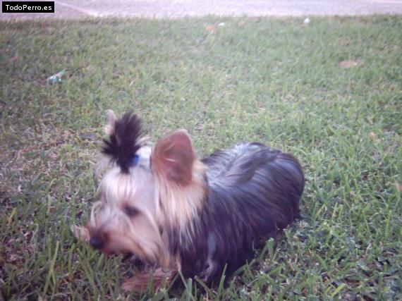 La foto del perro