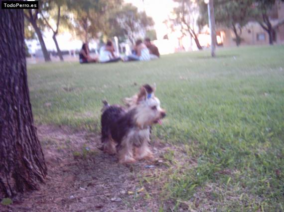 La foto del perro