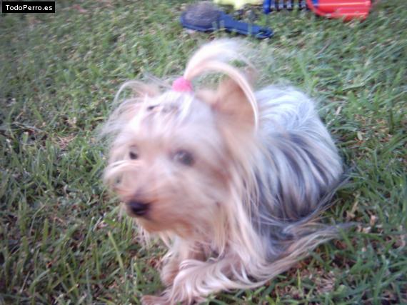 La foto del perro