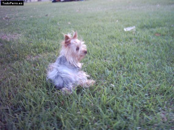 La foto del perro
