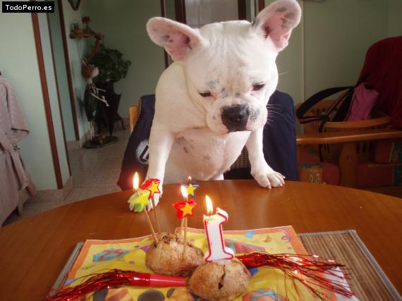 La foto del perro