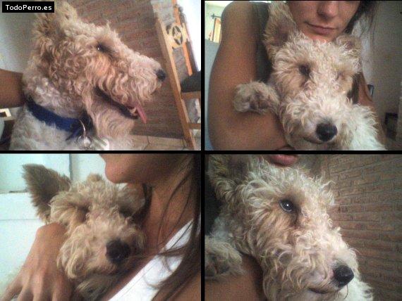 La foto del perro