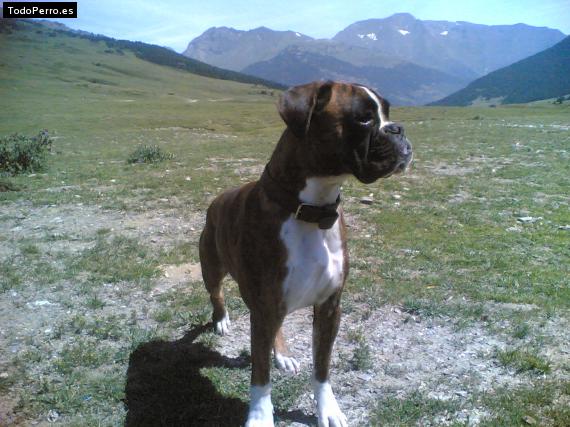 La foto del perro
