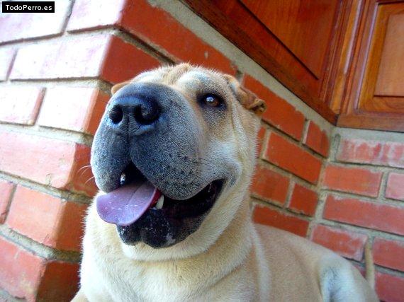 La foto del perro