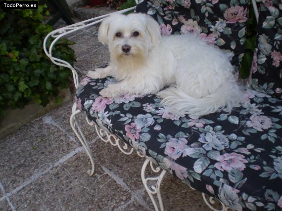 La foto del perro