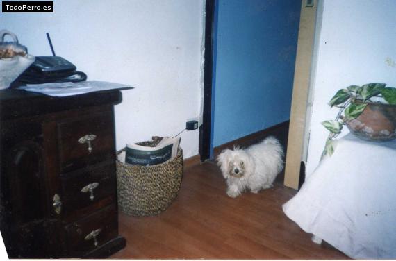 La foto del perro
