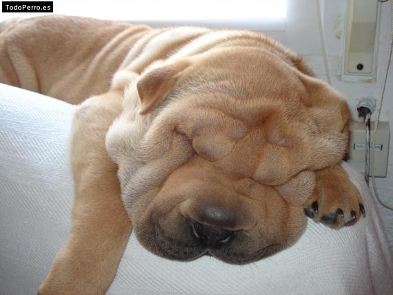 La foto del perro