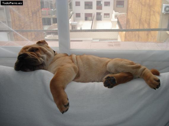 La foto del perro