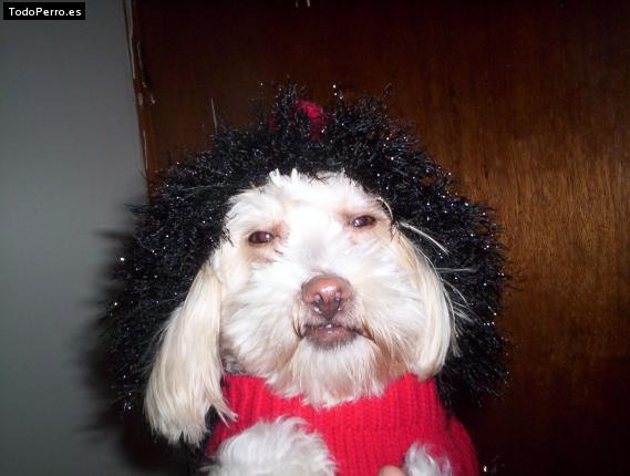 La foto del perro