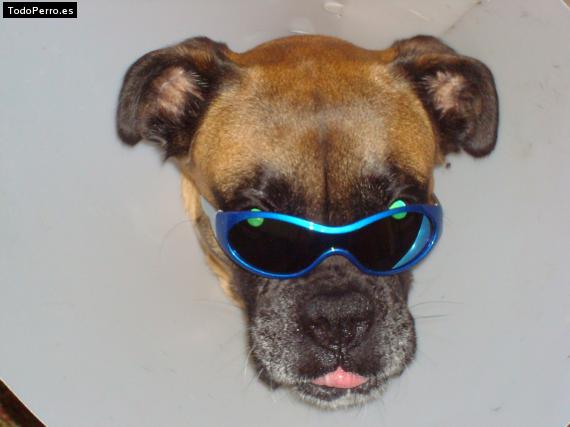 La foto del perro