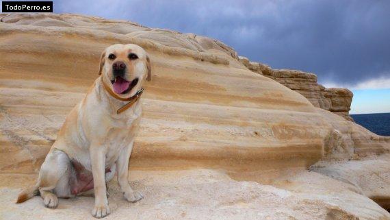 La foto del perro